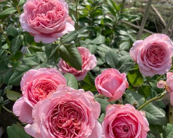May include: A cluster of soft pink roses in full bloom, featuring dense, ruffled petals and a layered, rounded shape. The flowers are surrounded by deep green, serrated leaves on stems, with some buds visible among the open blossoms.