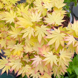 Jordan maple tree. 约旦