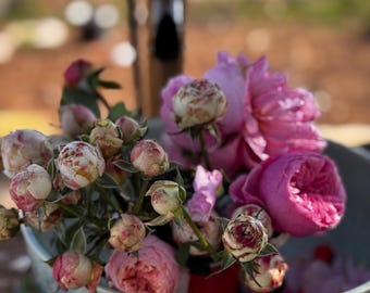 Caja misteriosa Rosa arbustiva.