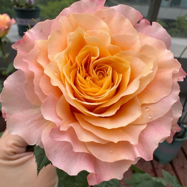 May include: Close-up of a fully bloomed rose with layers of soft, peach-pink petals surrounding a vibrant, golden-yellow center. Water droplets glisten on the petals. The rose is a focal point, showcasing its intricate details and color variations.