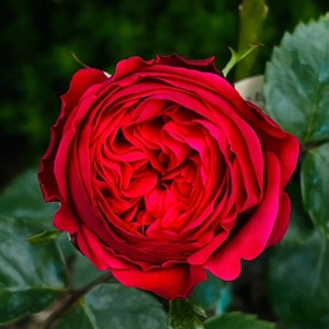 May include: A close-up of a vibrant red rose in full bloom. The petals are tightly packed, creating a layered effect. Green leaves and stems provide a contrasting backdrop, highlighting the rose's rich color and intricate details.
