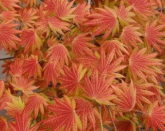 Moonrise. Japanese maple. 月升