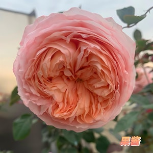 May include: A close-up of a fully bloomed rose with layers of soft pink and peach petals. The flower's center is a deeper peach color, and the petals have a delicate, ruffled texture. Green leaves are visible in the background. The word "Jam" is in the image.