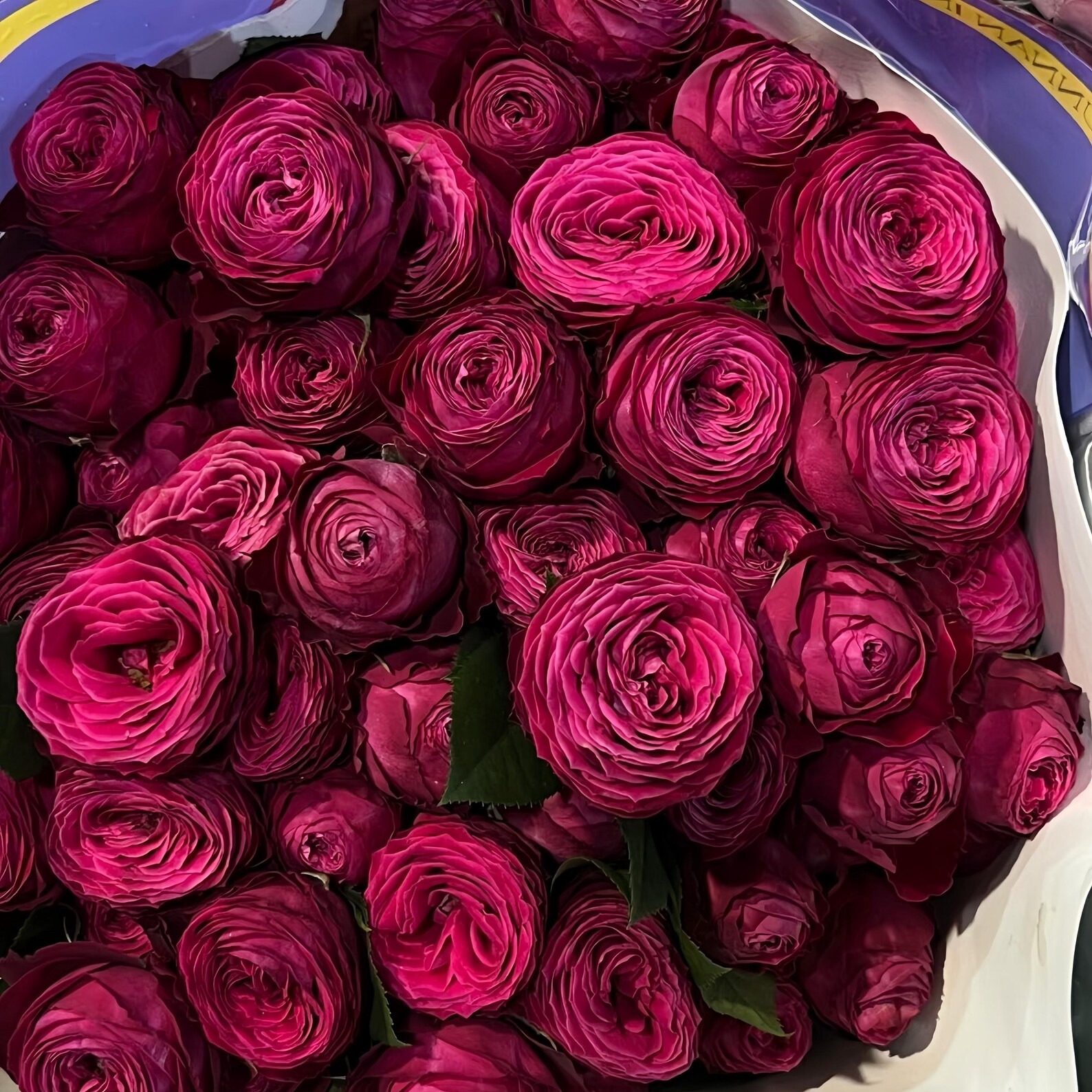 Dima Bombastic Dima Bombastic . Cut Rose Plant. - Etsy