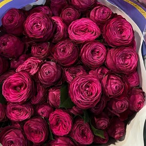 May include: A bouquet of deep magenta roses, tightly packed together. The roses have multiple layers of petals, creating a full, rounded shape. The flowers are in a white and purple paper wrapping.