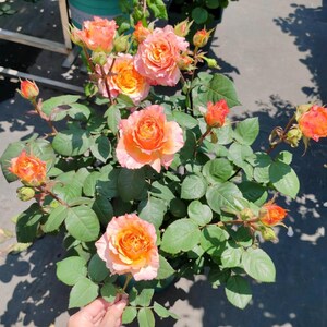 May include: A potted rose plant with multiple blooms in shades of orange and pink. The flowers are fully open, revealing layers of petals. Green leaves surround the flowers, and several unopened buds are visible. The plant is in a green pot.