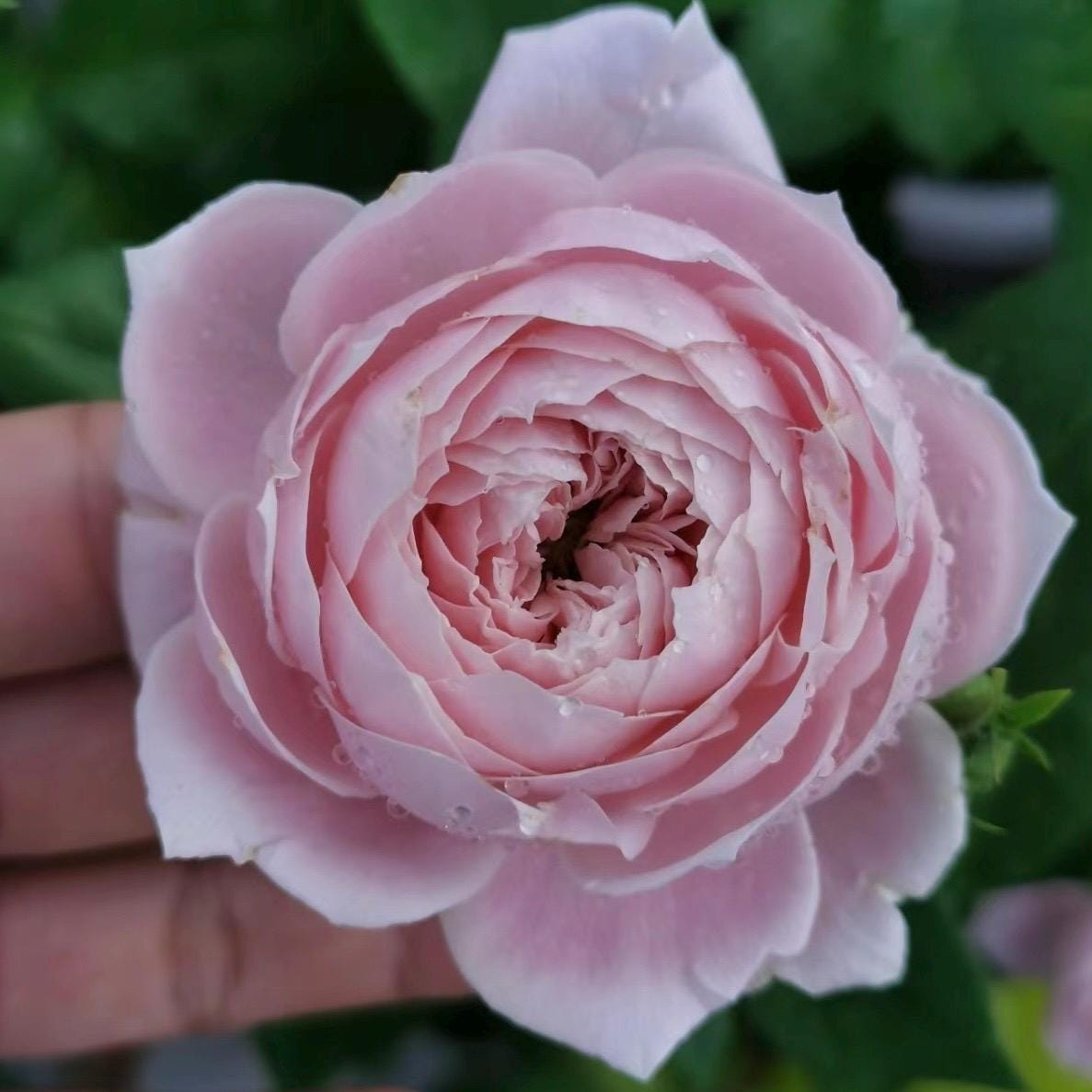 Sweet Juliet Rose Plants - Etsy