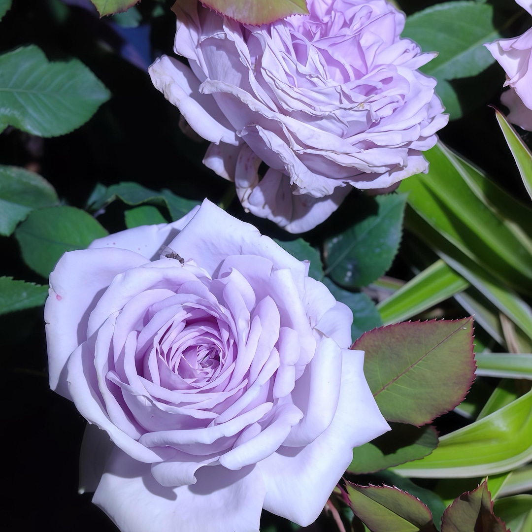 Purty Blue Roses Noble Shine. Pretty Blue Rose. Continue Blooming. - Etsy