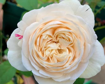 Mon Coeur 我的心モン クゥール Fragrance. Japanese Rose Continue