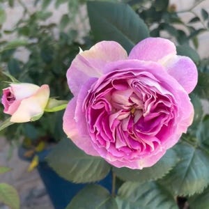 Tantau Sapphire Rose. 丹陶蓝宝石 Disease resistance garden rose.