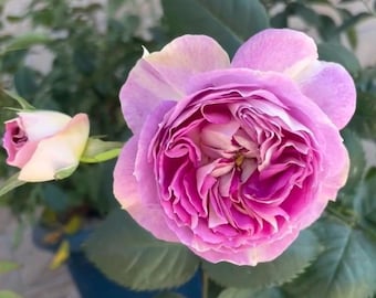 ローズ Tantau Sapphire Rose. 丹陶蓝宝石 Disease Resistance Garden