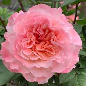 Augusta Luis. 奥古斯塔路易斯 German rose. Own root.