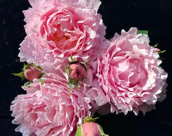 May include: A bouquet of pink peonies with ruffled petals and several unopened buds. The flowers have a soft, delicate appearance against a dark background. The image captures the beauty and texture of the blooms.