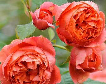 Austango. Small size plant.