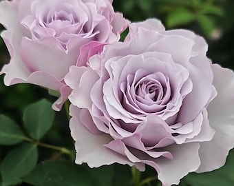 Puede incluir: Dos rosas de color lavanda en plena floración con pétalos suaves y ondulados. Las flores presentan un tono púrpura claro con sutiles matices rosados, mostrando pétalos densos y superpuestos que se espiralan hacia el centro.