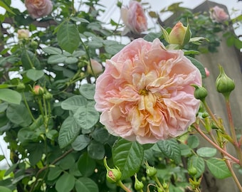 Aussaucer Rose plant.