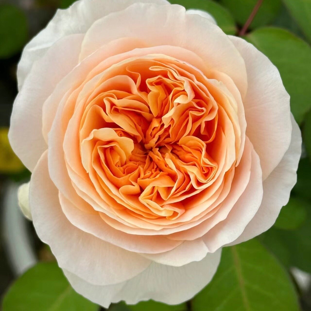 Rose Hanxian Climbing /shrub Rose. - Etsy