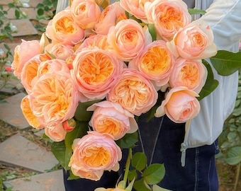 Ausjameson. Small 6" plant. Comes with pot.