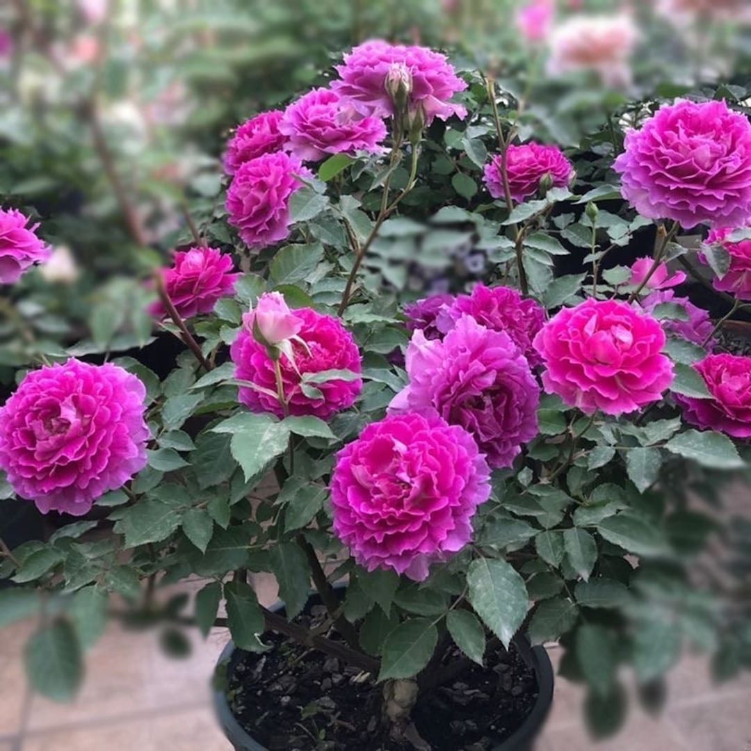 「Pink Rose」テンペラ画 Pink Roses Mandala | TR The Flower Depot
