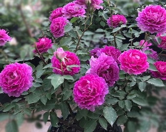 il_340x270.6153585733_j46h.jpg