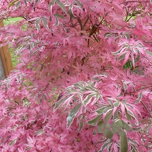 May include: A close-up of a Japanese maple tree with vibrant pink leaves. The leaves have green and white edges, creating a striking contrast. The tree's branches are visible, and the overall image showcases the tree's lush foliage.
