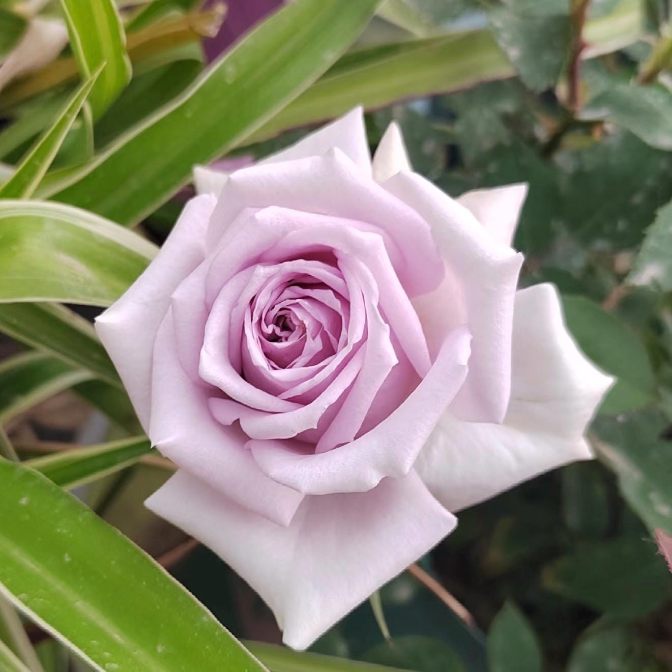 Purty Blue Roses Noble Shine. Pretty Blue Rose. Continue Blooming. - Etsy
