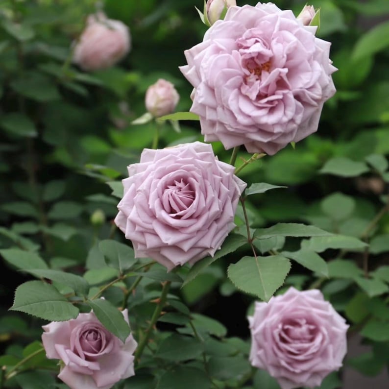 Purty Blue Roses Noble Shine. Pretty Blue Rose. Continue Blooming. - Etsy