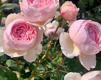 Pink Rose Ausham.