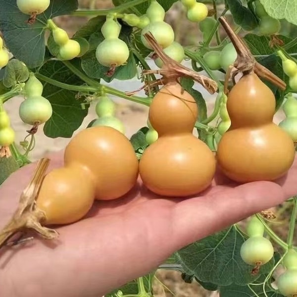 Little gourd. Cute gift. Seeds and gourds. Great Lovely garden Plant. Cute decoration. Ship in 1-3days.