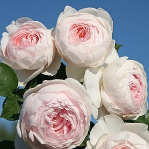 May include: Close-up of several pale pink roses with a darker pink center, surrounded by white petals. The roses are in full bloom, with a soft, layered appearance. Green leaves are visible against a clear blue sky.