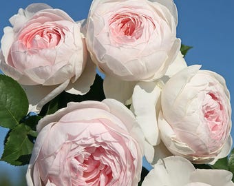 Earth angel parfuma. Own root. Healthy plant in pot.