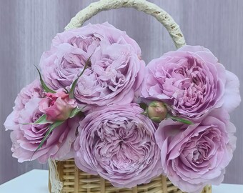 Mon Coeur 我的心モン クゥール Fragrance. Japanese Rose Continue