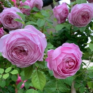 Rose Light blue. Aus  &quot;ausbite&quot; Climber. 自由&精神Own root. Continue Blooming. Ship with pot.