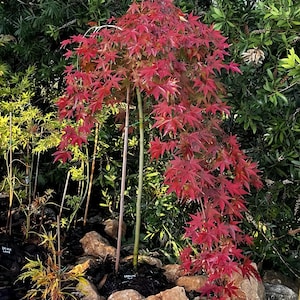 May include: A young Japanese maple tree with vibrant red leaves. The tree's slender trunk is supported by a stake, and it's surrounded by rocks and dark soil. Other plants are visible in the background, creating a garden setting.