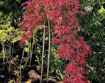 Cascade ruby. Japanese maple tree. 红宝石流泉