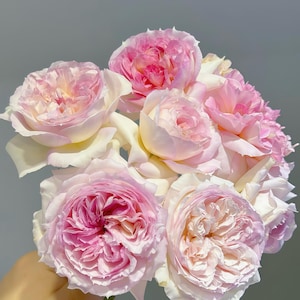 Träumerei 夢幻曲