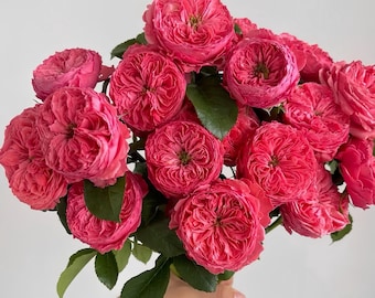 May include: A bouquet of vibrant pink roses with multiple blooms and green leaves. The roses are tightly packed, showcasing their layered petals. The flowers are held together, creating a full and lush arrangement.
