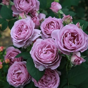 May include: Close-up of a cluster of lavender roses in full bloom. The petals are tightly packed, creating a layered effect. Dark green leaves provide a contrasting backdrop to the soft, pastel-colored flowers. Some buds are also visible.