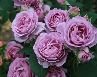 レア物 バラ色の暮し Rose Life ベロアジャケット ボルドー Rose Antique Watch. 古董怀表. Japanese Rose. Strong