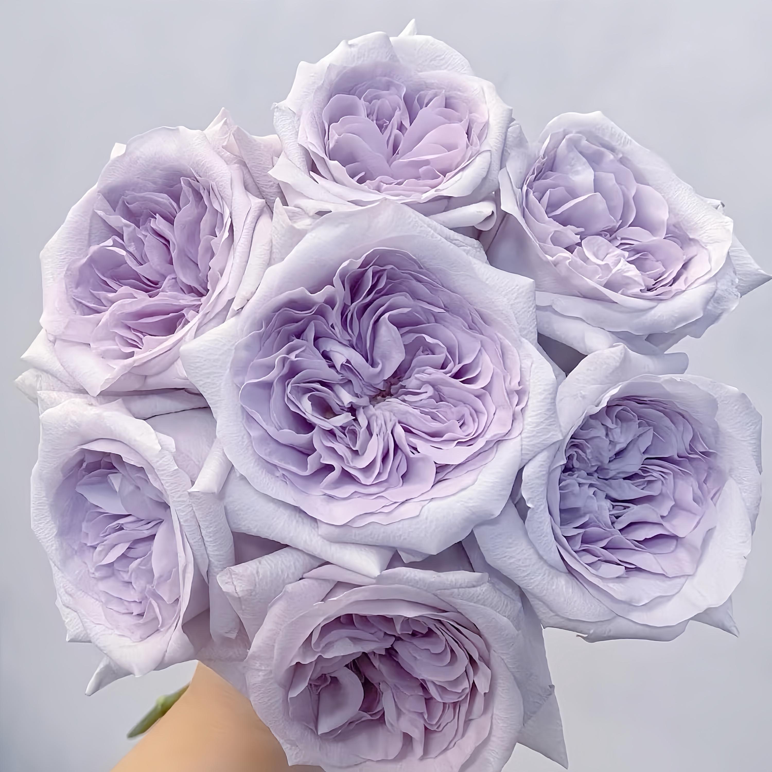 Purple O'hara. 紫荔枝 Cut Rose. Own Root - Etsy