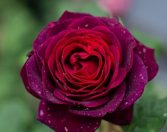 Könnte beinhalten: Nahaufnahme einer tief burgunderfarbenen Rose mit einem leuchtend roten Zentrum. Wassertröpfchen sind auf den Blütenblättern sichtbar und verleihen ein frisches, taufrisches Aussehen. Die Rose steht in voller Blüte und zeigt ihre geschichteten Blütenblätter und komplizierten Details. Der Hintergrund ist ein weiches Grün.
