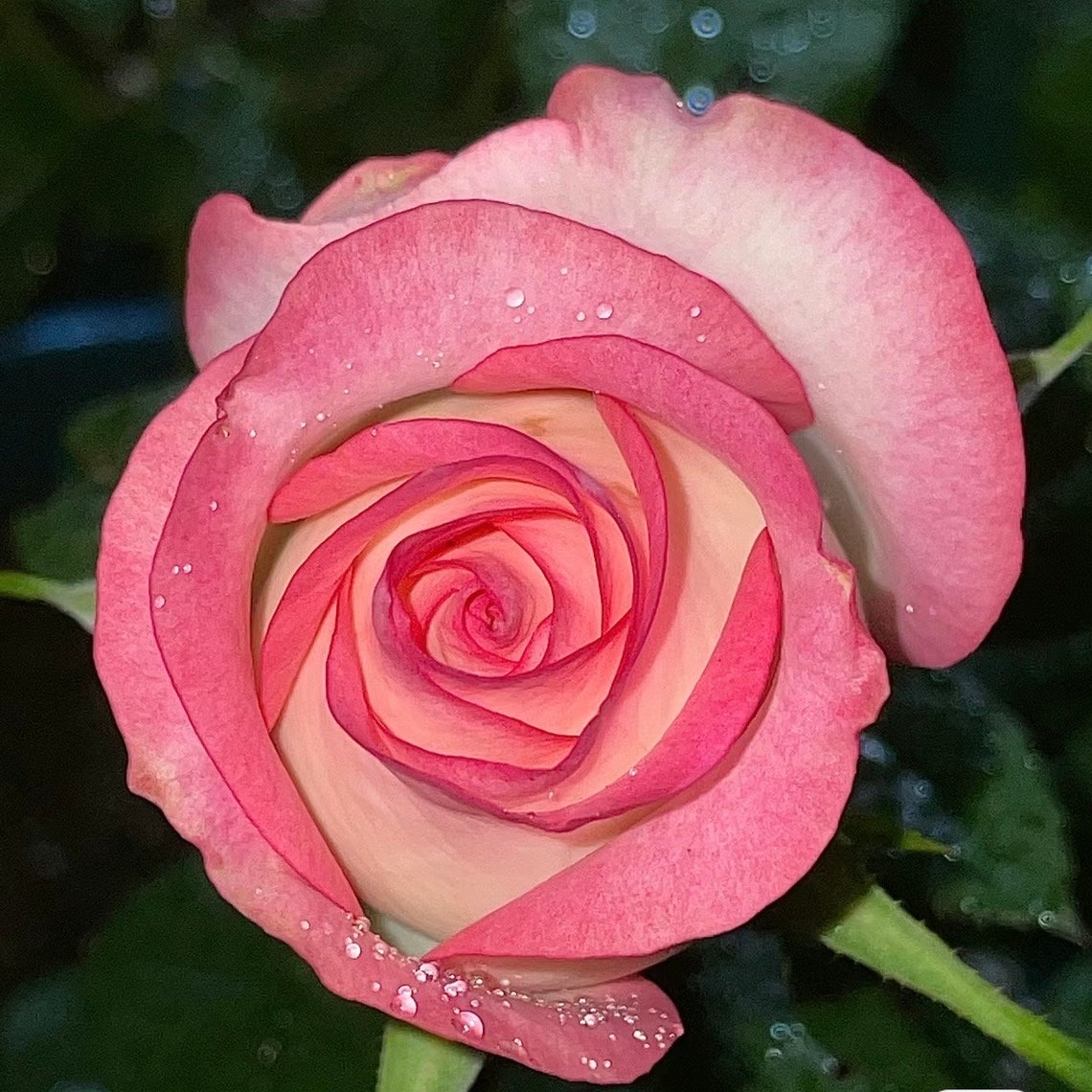 Rose Jumilia Cut Rose. Easy Care. Continue Blooming. - Etsy