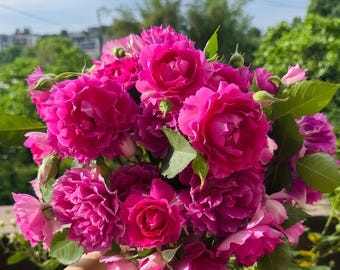 Sheherazade.天方夜谭 Peony shape rose. Continue Blooming. Fragrance.