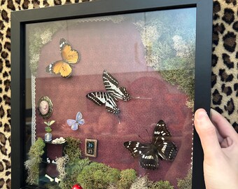 Framed butterflies