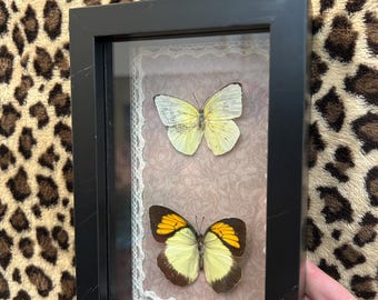Framed Orange tipped butterflies