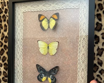 Framed butterflies