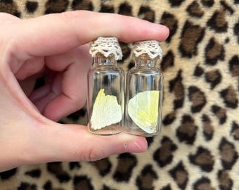 Butterfly wing in a jar