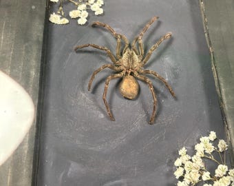 Ornamental Baboon Tarantula juvenile preserved molt framed