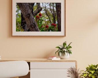 Wattle Flower Photography Print: Nature Inspired Home Decor