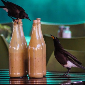 Birds